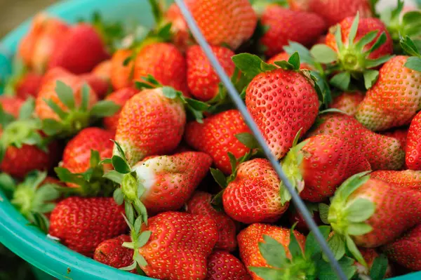 Viele Frische Rote Erdbeeren — Stockfoto