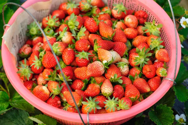 篮子里有许多草莓果 — 图库照片