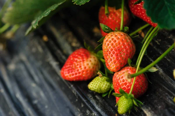 Strawberry Fruits Growth Garden — Stock Photo, Image