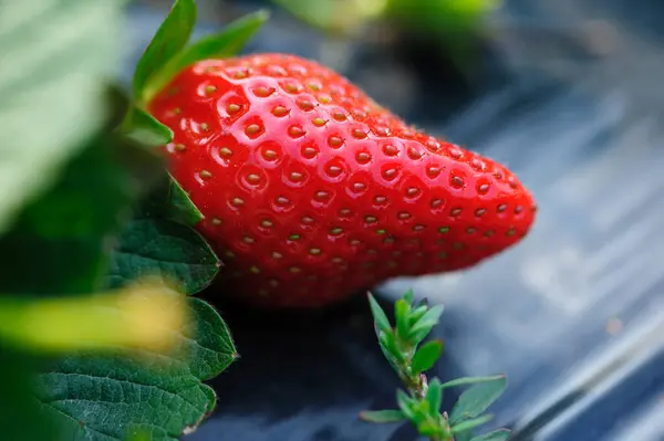 Frutos Fresa Crecimiento Jardín —  Fotos de Stock