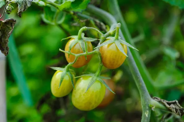 Małe Owoce Pomidora Ingarden Wzrostu — Zdjęcie stockowe