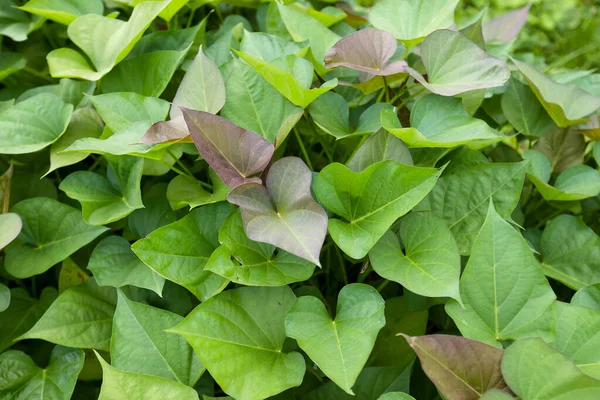 Green Sweet Potato Plants Growth Garden — Stock Photo, Image