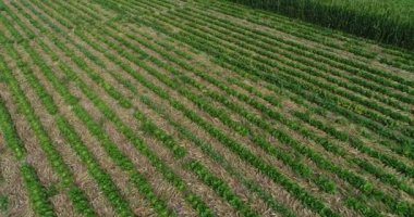 Yeşil alanların havadan görünüşü