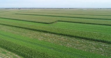 Yeşil alanların havadan görünüşü