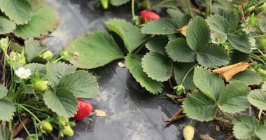 Çilek hasadı serada