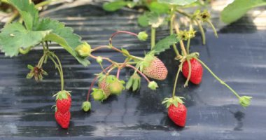 Çilek hasadı serada