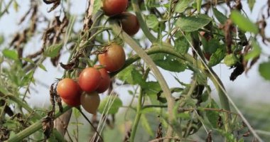 Domates bitkileri serada yetişiyor.