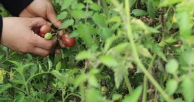 Kadın eli daldan kırmızı domates topluyor.
