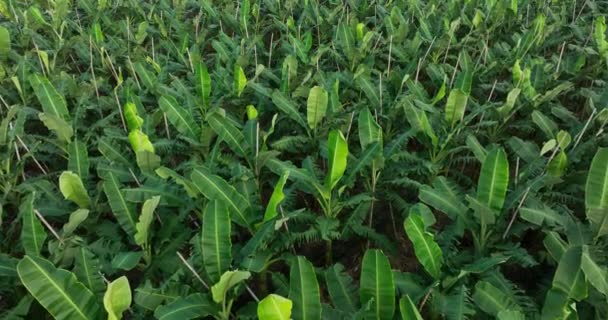 Luchtfoto Van Bananenbomen Die Het Veld Groeien — Stockvideo