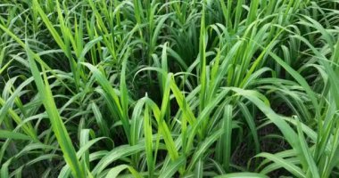 Büyüyen bitkilerle dolu şeker kamışı tarlası 