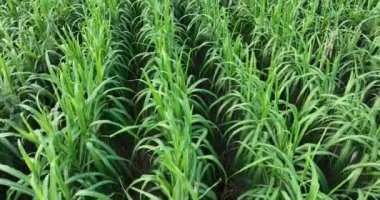 Büyüyen bitkilerle dolu şeker kamışı tarlası 