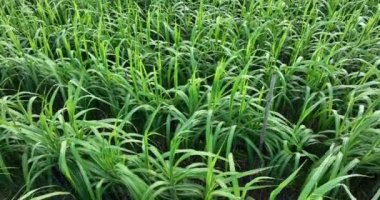 Büyüyen bitkilerle dolu şeker kamışı tarlası 