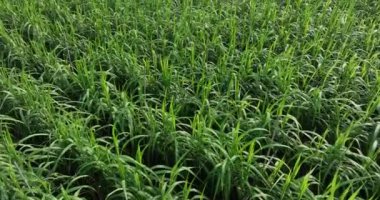 Büyüyen bitkilerle dolu şeker kamışı tarlası 