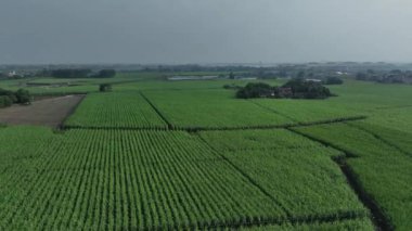 Yeşil alanların havadan görünüşü