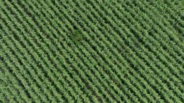 Yeşil alanların havadan görünüşü