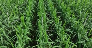 Büyüyen bitkilerle dolu şeker kamışı tarlası 