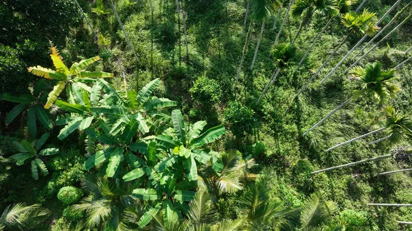 美丽的棕榈树森林景观 — 图库照片