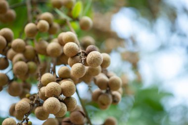 Yazın ağaçta Longan meyvesi yetişiyor