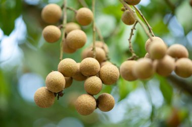 Yazın ağaçta Longan meyvesi yetişiyor