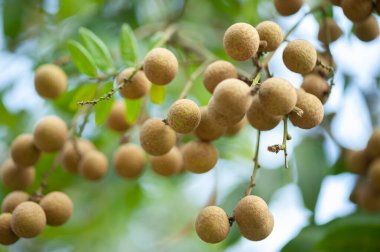 Yazın ağaçta Longan meyvesi yetişiyor