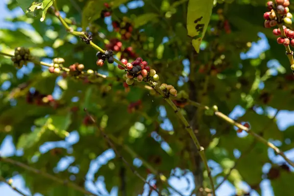 Kávová Zrna Rostou Stromě — Stock fotografie