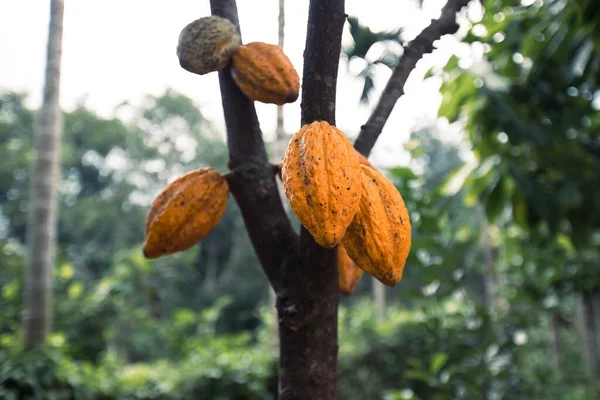 木の上で成長するココアポッド — ストック写真