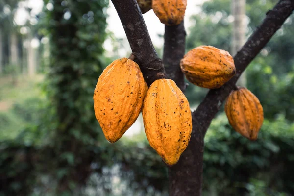Cialde Cacao Crescono Albero — Foto Stock