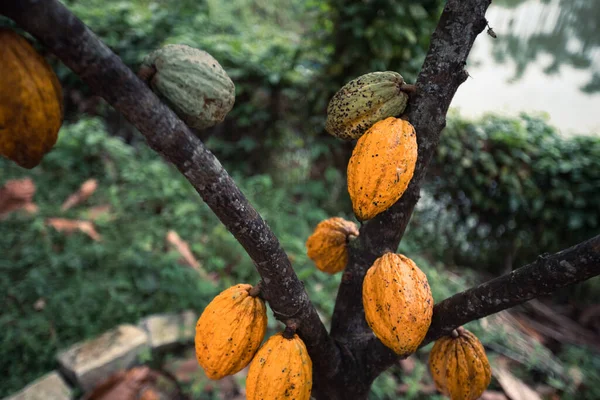 Kakao Kabukları Ağaçta Yetişir — Stok fotoğraf