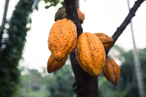 Cocoa Pods Grow Tree — Stock Photo, Image