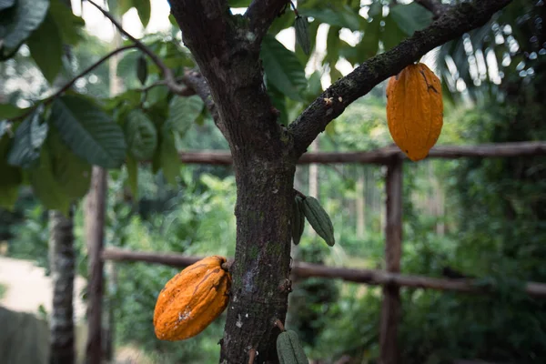 Kakao Kabukları Ağaçta Yetişir — Stok fotoğraf
