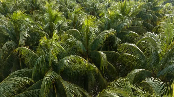 King Coconut Fruits Grow Tree — Stock Photo, Image