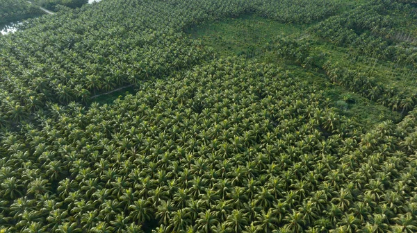 Królewskie Owoce Kokosowe Rosną Drzewie — Zdjęcie stockowe