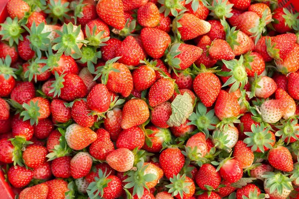 鲜红草莓果实为底色 — 图库照片