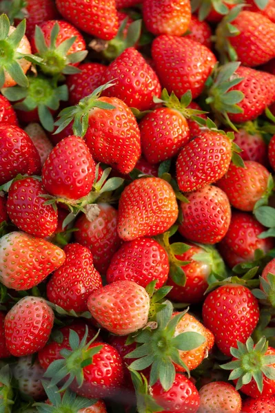 Arka Plan Olarak Taze Kırmızı Çilek Meyveleri — Stok fotoğraf