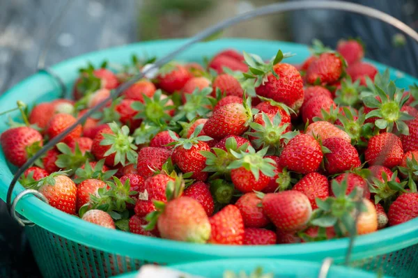 Frische Rote Erdbeeren Korb — Stockfoto