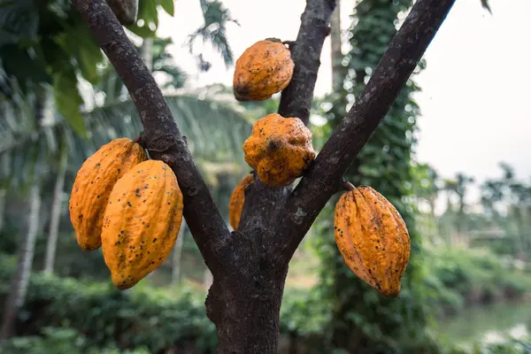 Kakaové Lusky Rostou Stromě — Stock fotografie