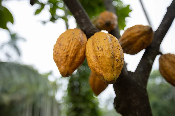 Les Gousses Cacao Poussent Sur Arbre — Photo