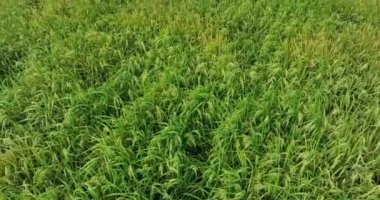 Büyüyen bitkilerle dolu şeker kamışı tarlası 