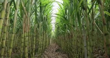 Büyüyen bitkilerle dolu şeker kamışı tarlası 