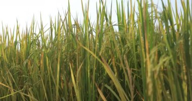 Büyüyen bitkilerle dolu şeker kamışı tarlası 