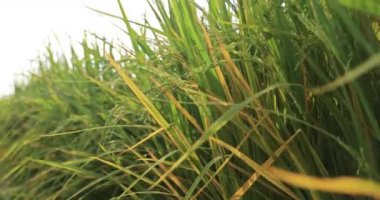 Büyüyen bitkilerle dolu şeker kamışı tarlası 