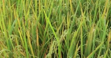 Büyüyen bitkilerle dolu şeker kamışı tarlası 