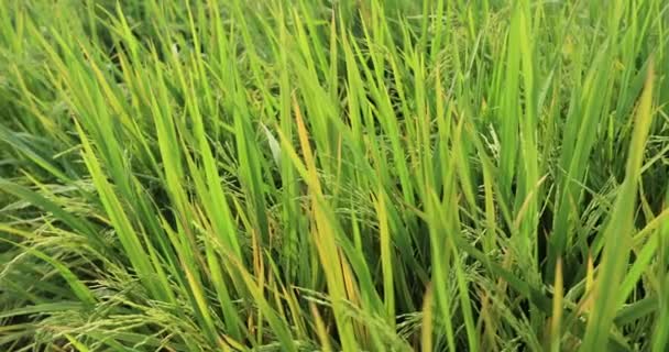种植植物的甘蔗田 — 图库视频影像