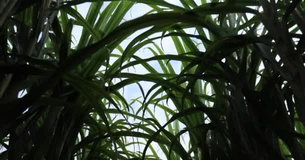 Sockerrörsfält Med Växande Växter — Stockvideo