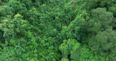 Farklı ağaçları olan güzel orman ormanı