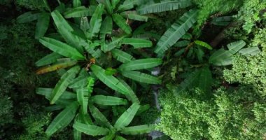 Ormanda palmiye ağaçları ile güzel bir şelale