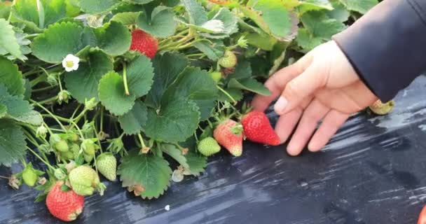 Vrouwelijke Handen Die Verse Aardbeien Plukken Boerderij — Stockvideo