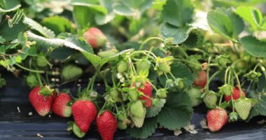 Çilek hasadı serada