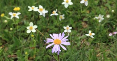 Bahçedeki güzel çiçekler