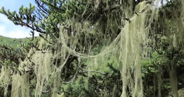 Όμορφη Θέα Της Δαντέλας Λειχήνες Βρύα Κρέμονται Κλαδιά Δέντρων — Αρχείο Βίντεο